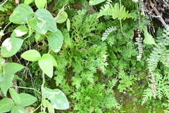 Selaginella delicatula