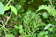 Selaginella delicatula