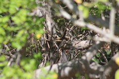 Ammospermophilus leucurus
