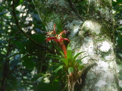 Tillandsia leiboldiana