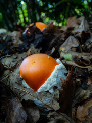 Amanita caesarea
