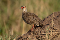 Pternistis clappertoni