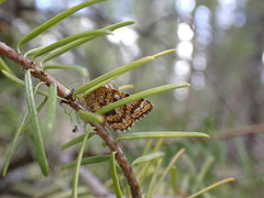 Epelis truncataria