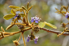 Vitex
