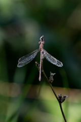 Lestidae