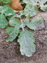Erysiphe macleayae