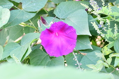 Ipomoea orizabensis