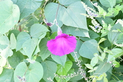Ipomoea orizabensis