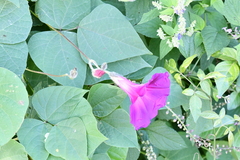 Ipomoea orizabensis
