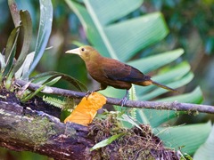 Psarocolius angustifrons