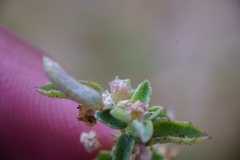 Atriplex suberecta