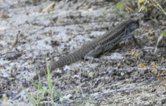 Aspidoscelis maximus