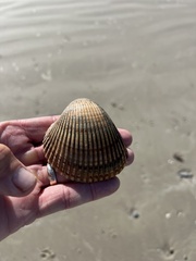 Dinocardium robustum