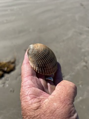 Dinocardium robustum