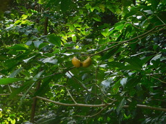 Tabernaemontana litoralis
