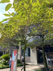 Handroanthus guayacan