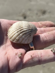Anadara brasiliana