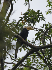Anthracoceros malayanus