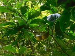 Tabernaemontana litoralis