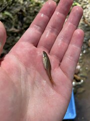 Chrosomus erythrogaster