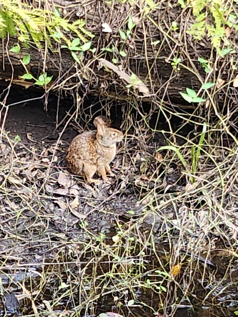 Rown Rabbit Florida Marsh Rabbit from New Tampa, Tampa, FL, USA on October 19, 2022 at 03: ...