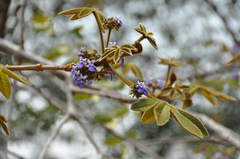 Vitex