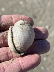 Semicassis granulata