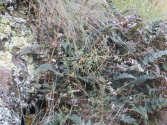 Polystichum vestitum