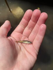 Chrosomus erythrogaster