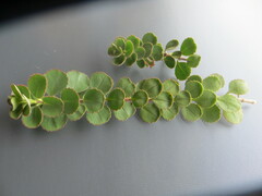 Veronica lavaudiana