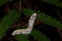 Urocyclidae