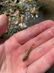 Chrosomus erythrogaster