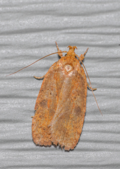Agonopterix robiniella