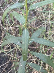 Helianthus angustifolius