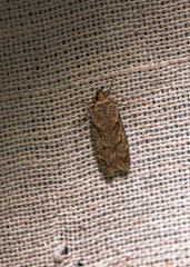 Chionodes mediofuscella