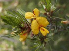 Pultenaea mollis