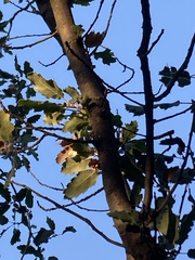 Quercus ithaburensis