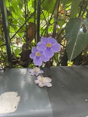 Thunbergia