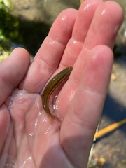 Chrosomus erythrogaster