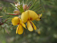 Pultenaea mollis