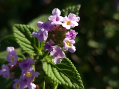 Lantana megapotamica