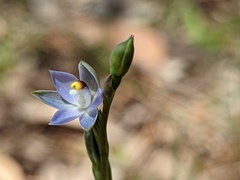 Thelymitra pauciflora