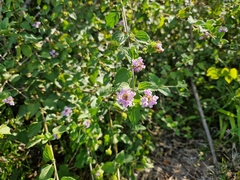Lantana megapotamica