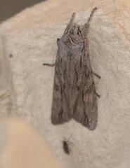 Lithophane leautieri