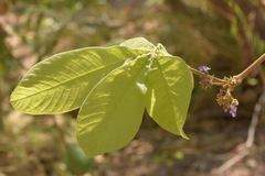 Vitex panshiniana