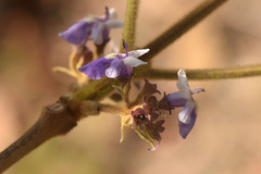 Vitex panshiniana