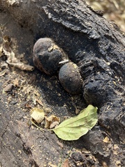 Daldinia childiae