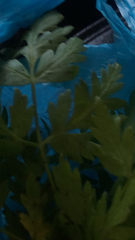 Petroselinum crispum