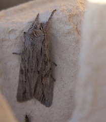 Lithophane leautieri