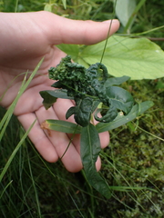 Lysimachia thyrsiflora